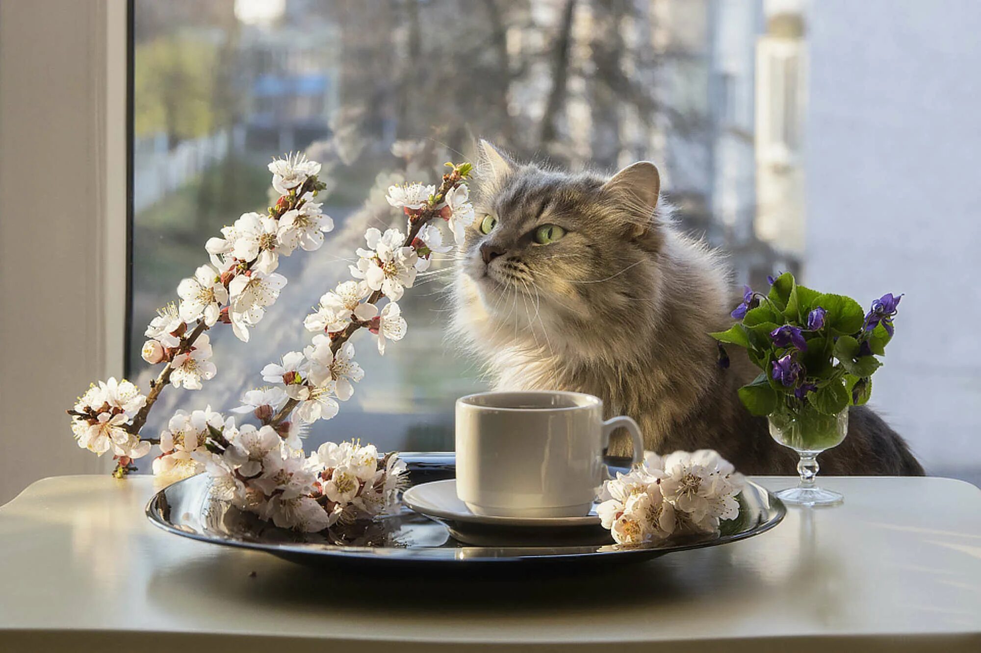 Картинка добро утро котик Photo contest Still lifes with animals - 35AWARDS