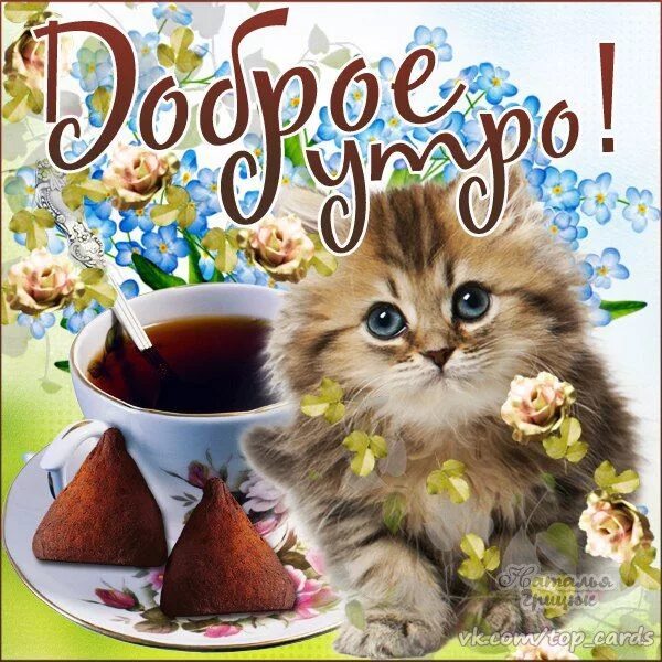 Картинка добро утро котик Ошибка 429 Good morning, Cat memes, Postcards