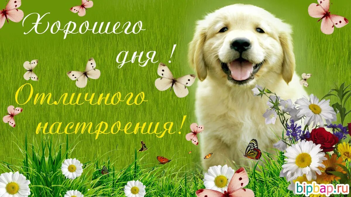 Картинка доброе дня хорошего дня отличного Красивые картинки "Хорошего дня!" (35 фото) * Прикольные картинки и юмор Golden 
