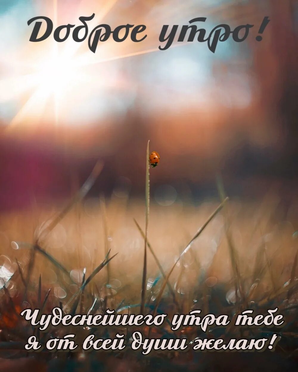 Картинка доброе утро душа красивая Картинка: Доброе утро! Чудеснейшего утра тебе я от всей души желаю!