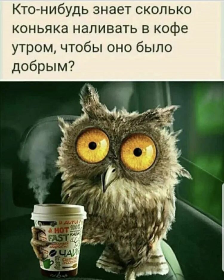 Картинка доброе утро группа прикольные смешные Пин на доске Юмор Веселые картинки, Доброе утро, Смешные открытки