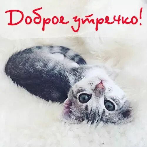 Картинка доброе утро группа прикольные смешные Необычные картинки с добрым утром. 70 оригинальных картинок. Доброе утро, Кот пр