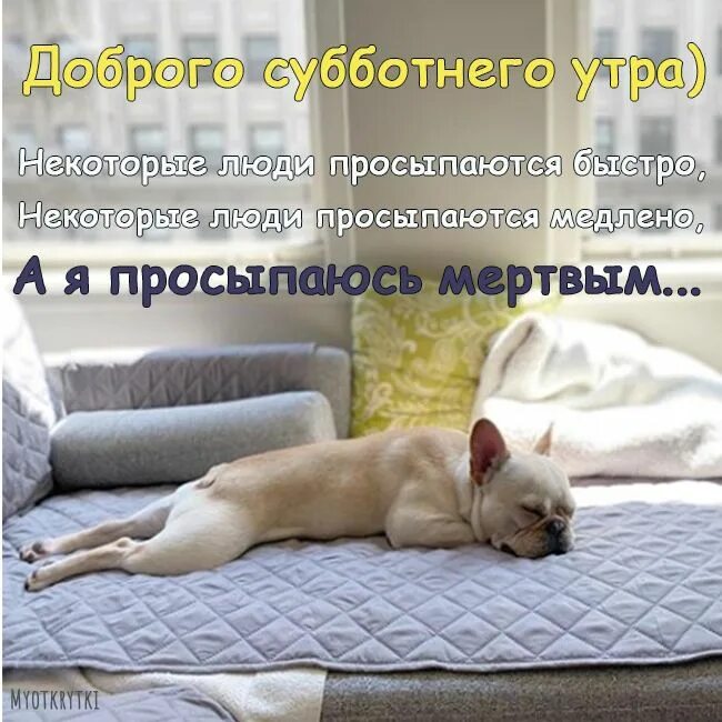 Картинка доброе утро хороших выходных прикольные Открытки с добрым субботним утром прикольные Французский бульдог, Смешно, Бульдо