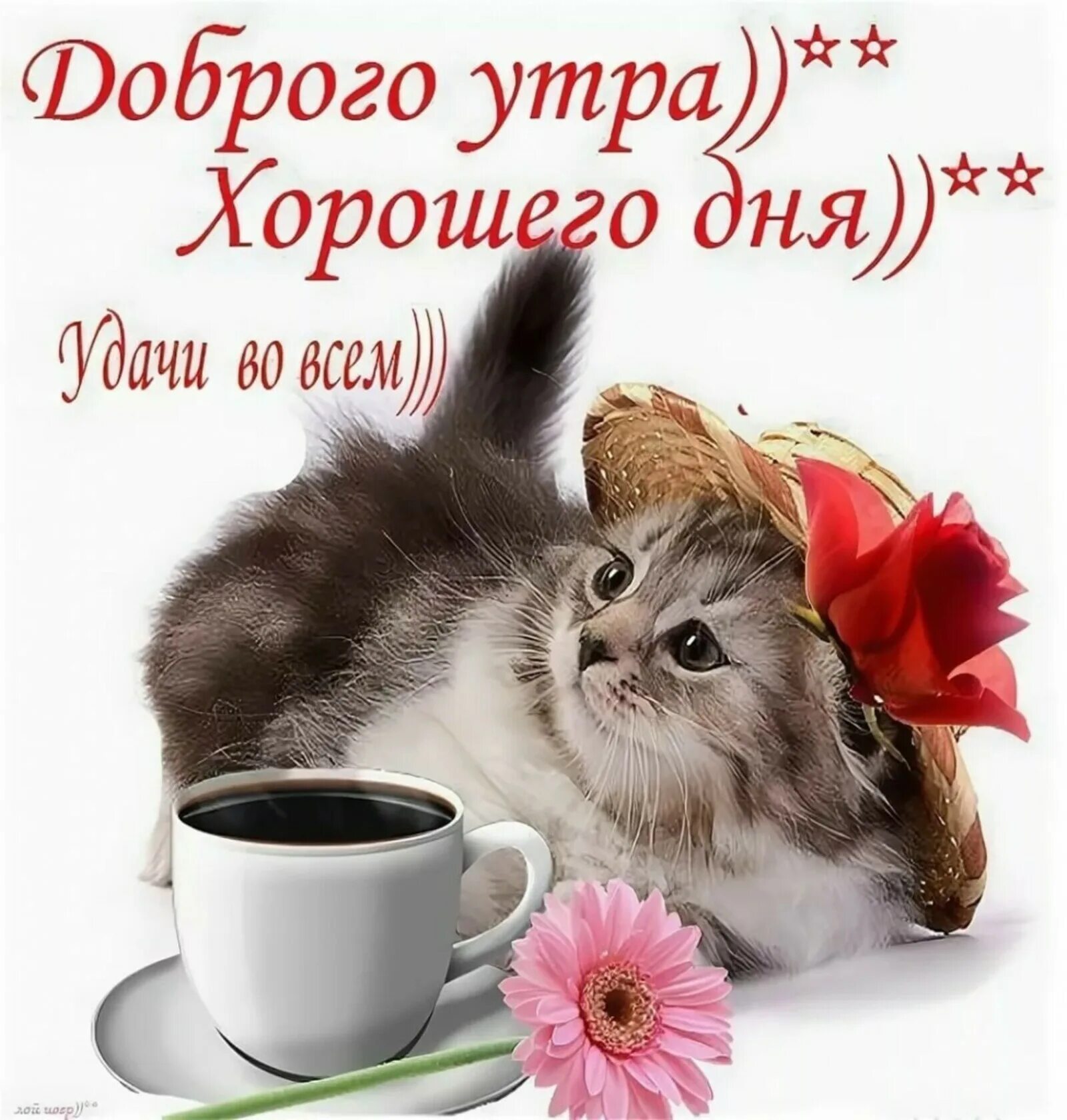 Картинка доброе утро и хорошего дня женщине Доброго утра, xорошего дня!