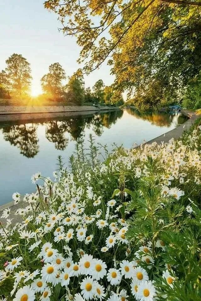 Картинка доброе утро летняя красивая природа Ромашковая поляна. #ромашки #вода #лето Nature pictures, Beautiful nature, Natur