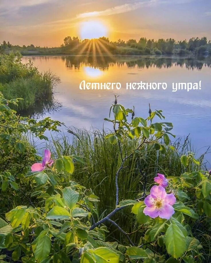 Картинка доброе утро летняя красивая природа Пин на доске Лето Доброе утро, Живописные пейзажи, Пейзажи