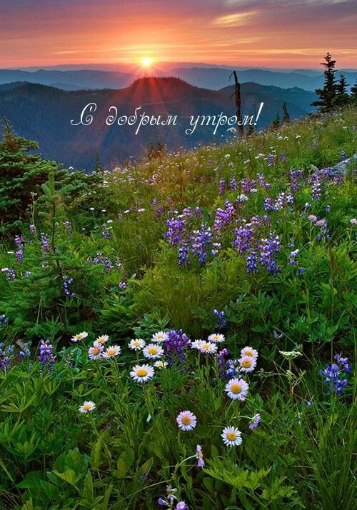Картинка доброе утро летняя красивая природа С добрым утром!. Фотография природы, Пейзажи, Живописные пейзажи