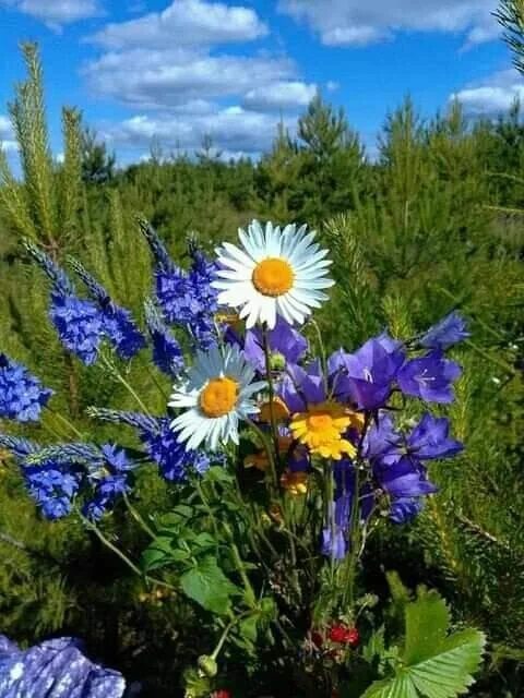 Картинка доброе утро летняя красивая природа Pin by Lana Stoyanova on Flowers Wallpaper nature flowers, Wild flowers, Nature