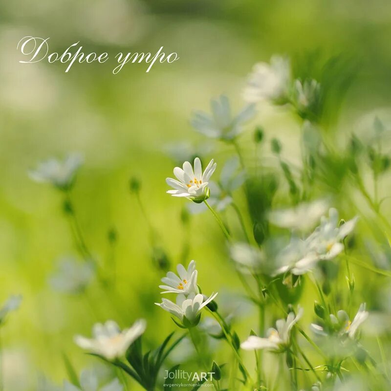 Картинка доброе утро летняя красивая природа Доброе утро :) :: Евгений Корниенко - Социальная сеть ФотоКто
