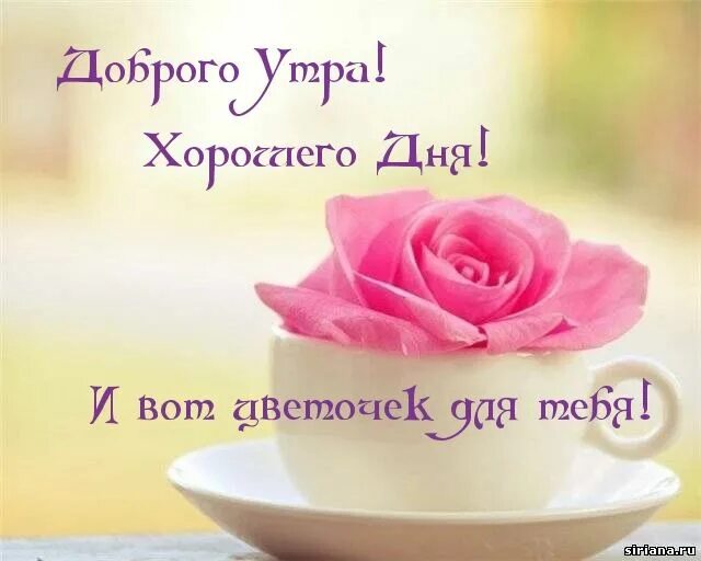 Картинка доброе утро мамуля хорошего дня Доброго Утра! Rose