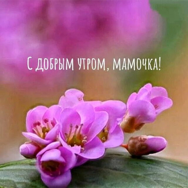 Картинка доброе утро мамуля хорошего дня Пин от пользователя Римма на доске ДОБРОЕ УТРО ! Привет !☕ ☕ в 2022 г Доброе утр