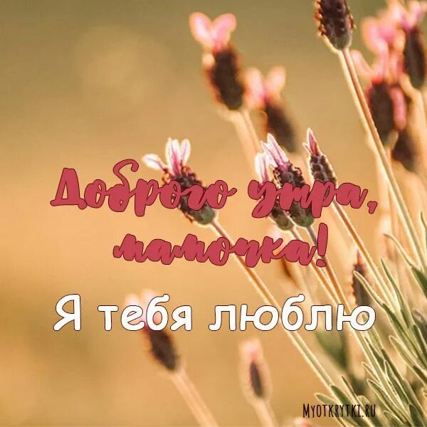 Картинка доброе утро мамуля хорошего дня Доброго утра, мамочка. Я тебя люблю Доброе утро, Картинки, Счастливые картинки