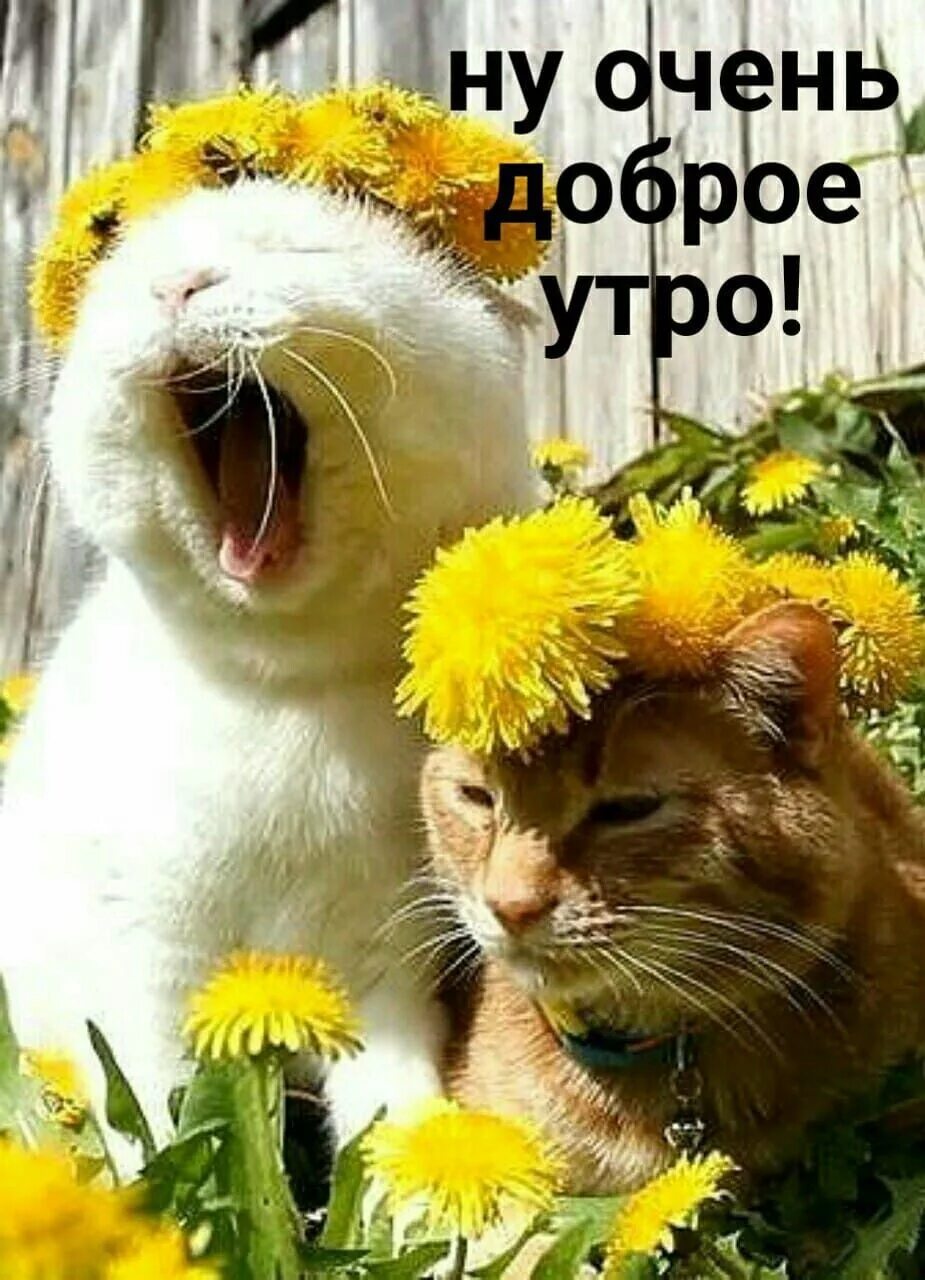 Картинка доброе утро прикольная позитивная смешная Pin on доброе утро Good morning, Animals, Women humor