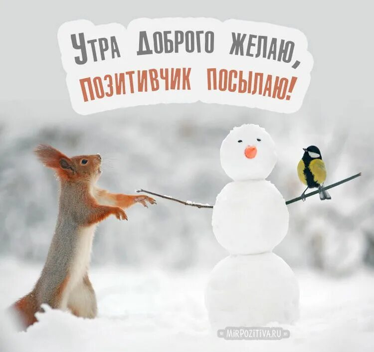 Картинка доброе утро прикольная позитивная зимняя С добрым утром: зимние картинки Place card holders, Cards, Card holder