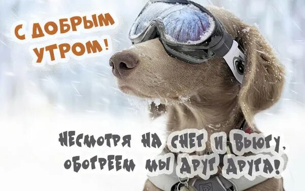 Картинка доброе утро прикольная позитивная зимняя ВСЕМ ПРИВЕТ! - Просто ДОБРОЕ УТРО , пользователь Людмила Феденюк Группы Мой Мир