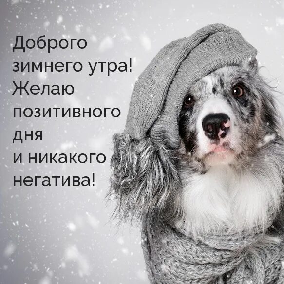 Картинка доброе утро прикольная позитивная зимняя Картинка - Доброго зимнего утра! Желаю позитивного дня.