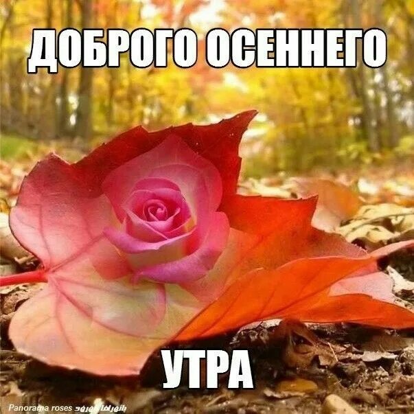 Картинка доброе утро прикольная женщине осенняя Пин от пользователя Lina на доске Доброе утро, вечер и день Доброе утро, Открытк