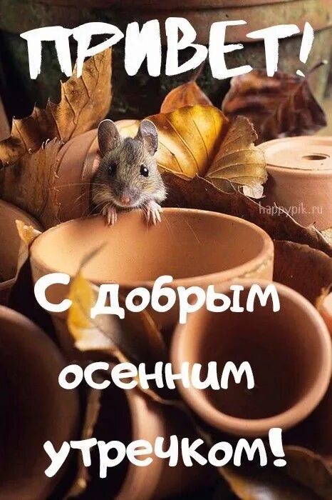 Картинка доброе утро прикольная женщине осенняя С утром осенним! Желаю добра. Приятного будет пусть много с утра: Любимый напито