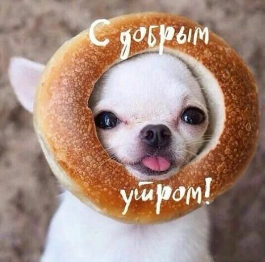 Картинка доброе утро прикольные фото Пин от пользователя Елена на доске Доброе утро Смешные лица детей, Чихуахуа, Доб