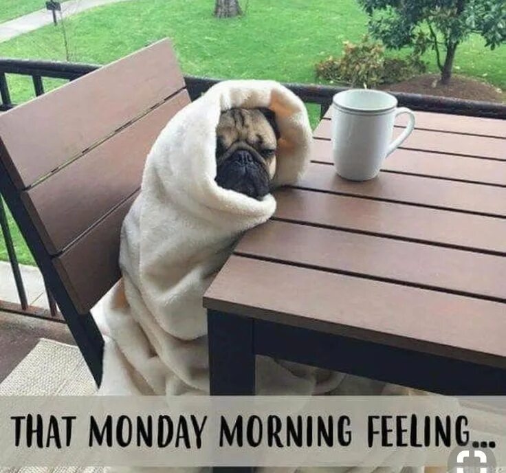 Картинка доброе утро прикольные фото Pin on Morning Humor