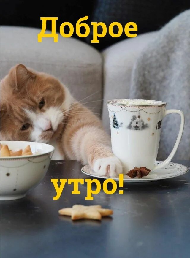 Картинка доброе утро прикольные фото Открыть Доброе утро, Воскресный утренний кофе, Смешные открытки
