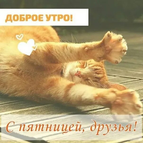 Картинка доброе утро пятница прикольная весенняя Доброе утро Прокачухи! наконец-то пятница. всем отличного настроения . прекрасно