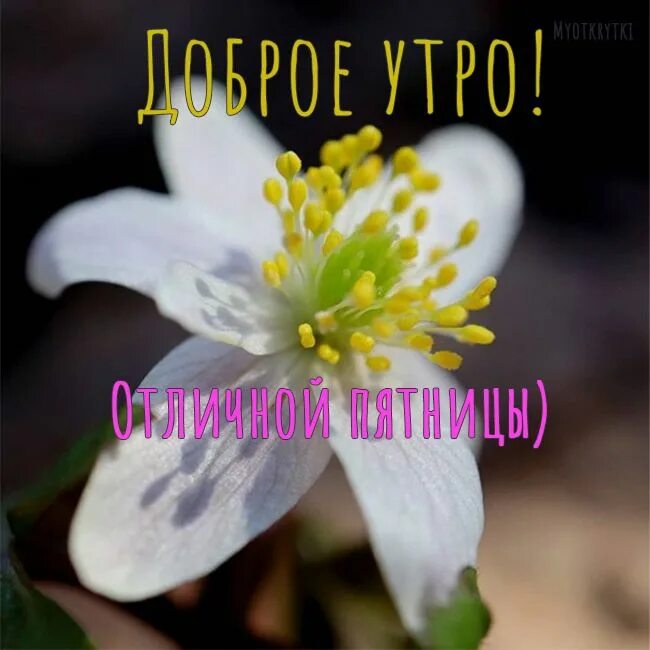 Картинка доброе утро пятница прикольная весенняя Доброе утро пятница весна Доброе утро, Утро пятницы, Картинки