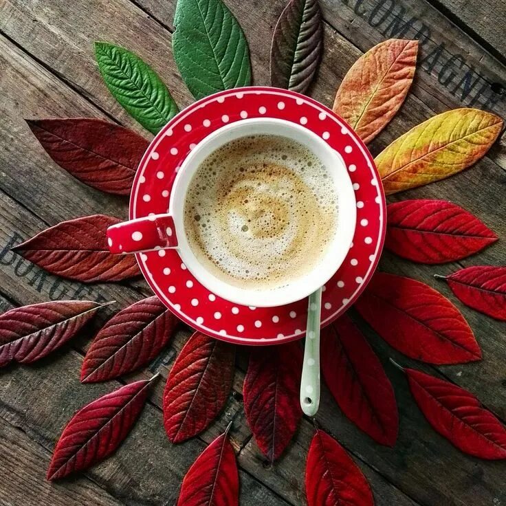 Картинка доброе утро с листьями Fifty Shades of Autumn #goodmorning #dobrojutro #kaffeezeit #kaffeegenuss #blätt