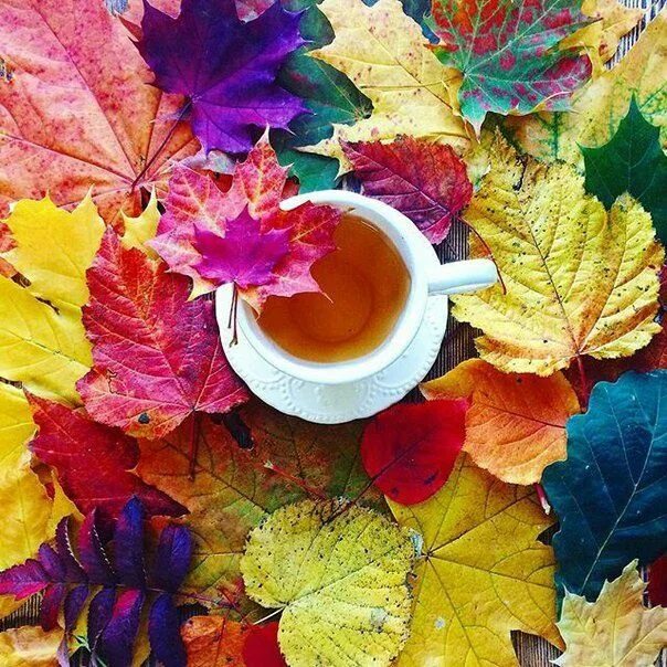 Картинка доброе утро с листьями Image about nature in foods by Tata_Ikuno on We Heart It Beautiful butterflies, 