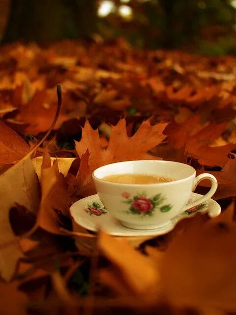 Картинка доброе утро с листьями Pretty Pink Tea Party Autumn tea, Tea, Pink tea party