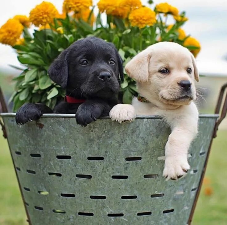 Картинка доброе утро с собакой красивые картинки Pin di Leslie Teague su Babies & Puppies & Kittens & More!!! Cucciolo più simpat