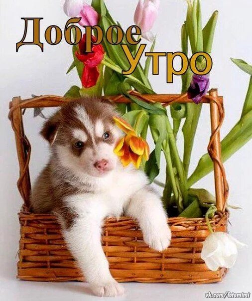 Картинка доброе утро с собакой красивые картинки ♥ Счастливости ♥* Доброе утро, Собачки, Собаки