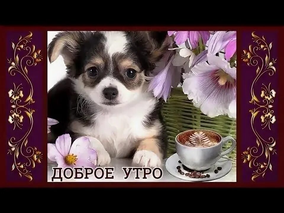 Картинка доброе утро с собакой красивые картинки Пин на доске Доброе утро