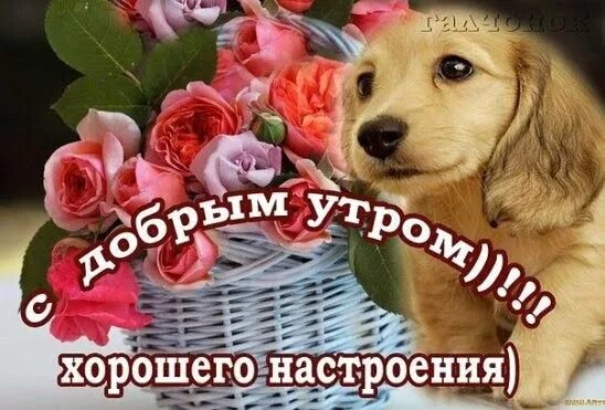 Картинка доброе утро с собакой красивые картинки Pin by irena p on Доброе утро Animals, Dogs