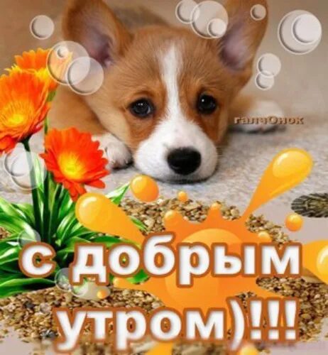 Картинка доброе утро с собакой красивые картинки ВСЕМ ХОРОШЕГО ДНЯ) - Юмор - 1206504 - Tabor.ru