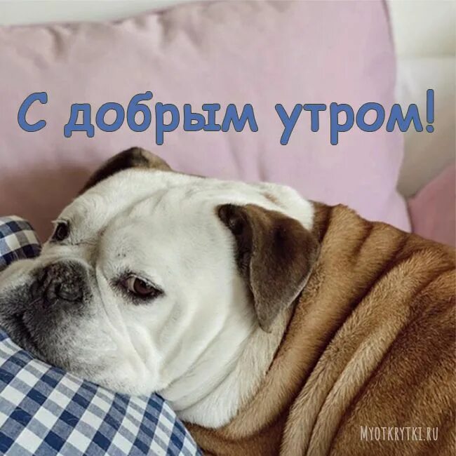 Картинка доброе утро с собакой красивые картинки Картинки с добрым утром с собаками прикольные Собаки, Милые щенки, Собачки