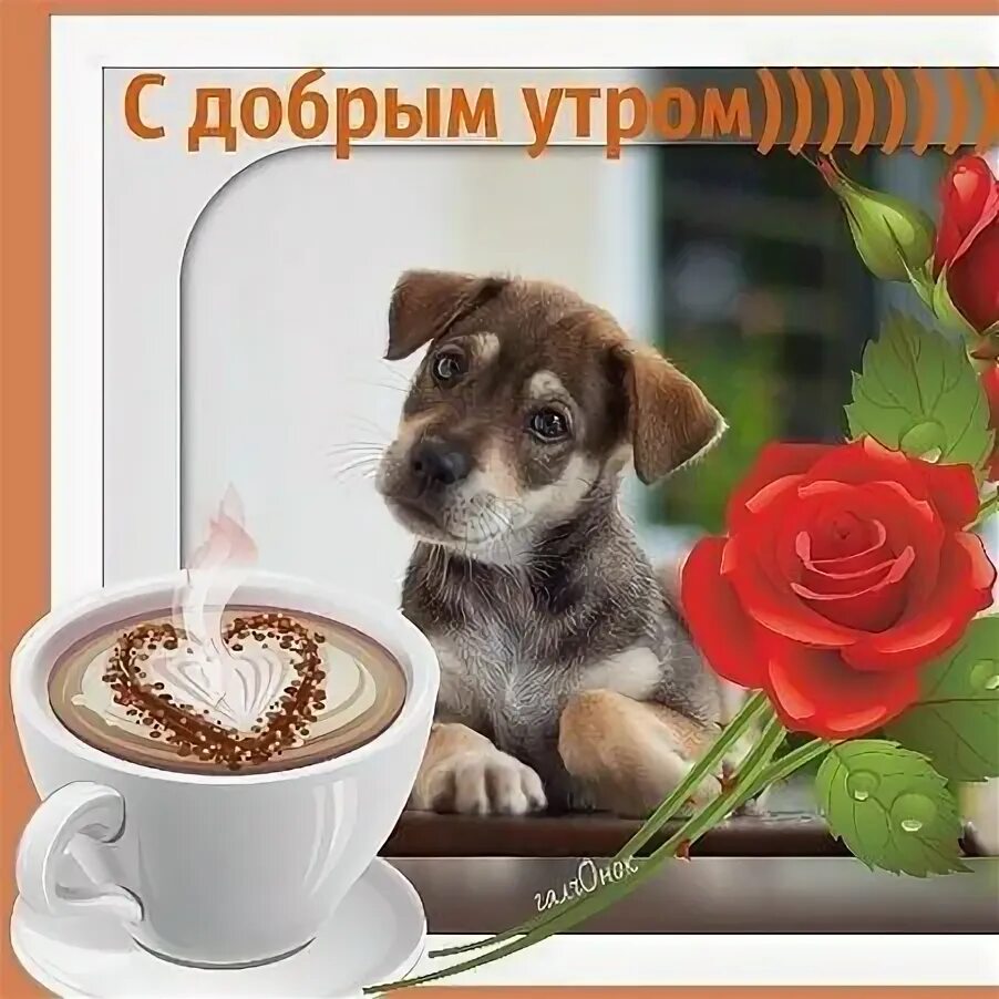 Картинка доброе утро с собакой красивые картинки Новой недели Команда!! Все будет Новой недели Команда!! Все будет хорошо!! #пора