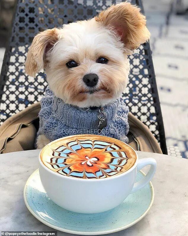 Картинка доброе утро с собакой красивые картинки Meet the former stray dog who is now an Instagram foodie Cute dogs, Baby dogs, Y