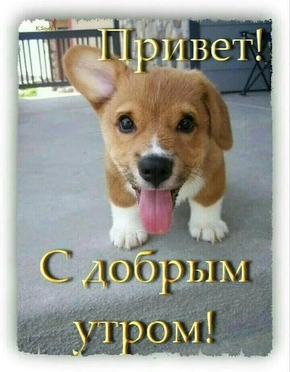 Картинка доброе утро с собакой красивые картинки День подарен - так в дорогу! Будет плох он иль хорош, Дней дано не так уж много.