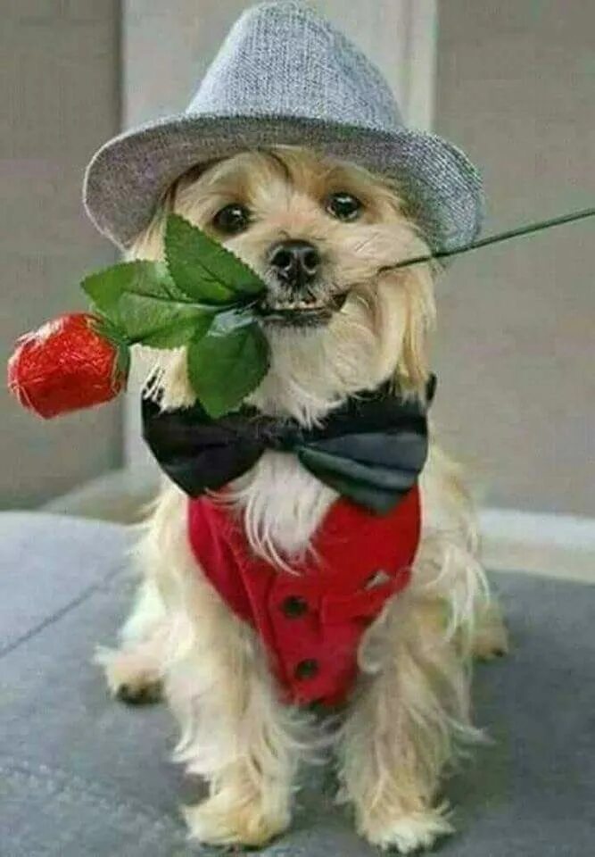 Картинка доброе утро с собакой красивые картинки Pin by Derya Uysal on Ponçik Cute animals images, Cute dogs, Cute animals