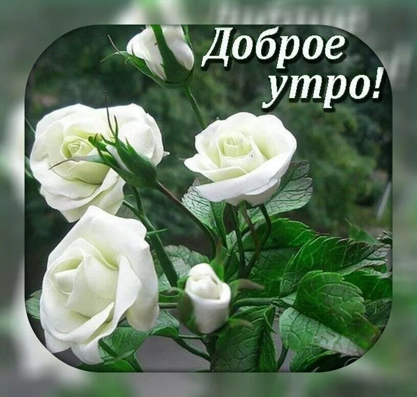Картинка доброе утро с цветами скачать бесплатно Pin on Доброе утро Flowers, Rose, Beautiful flowers