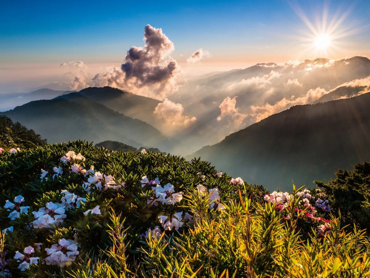 Картинка доброе утро с видами красивой природы Download wallpaper greens, the sky, the sun, clouds, rays, landscape, flowers, m
