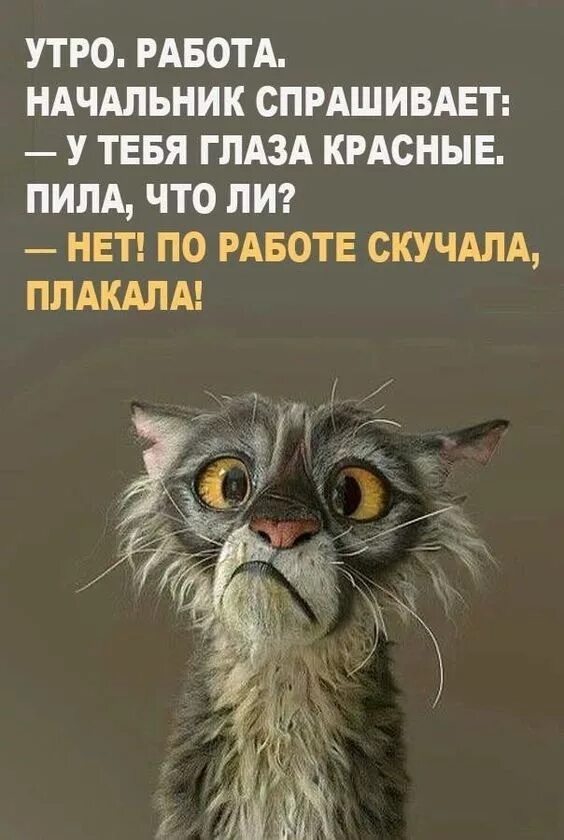 Картинка доброе утро смешная для поднятия настроения Прикольные картинки для поднятия настроения ⭐ Картинки с юмором Tuesday humor, F
