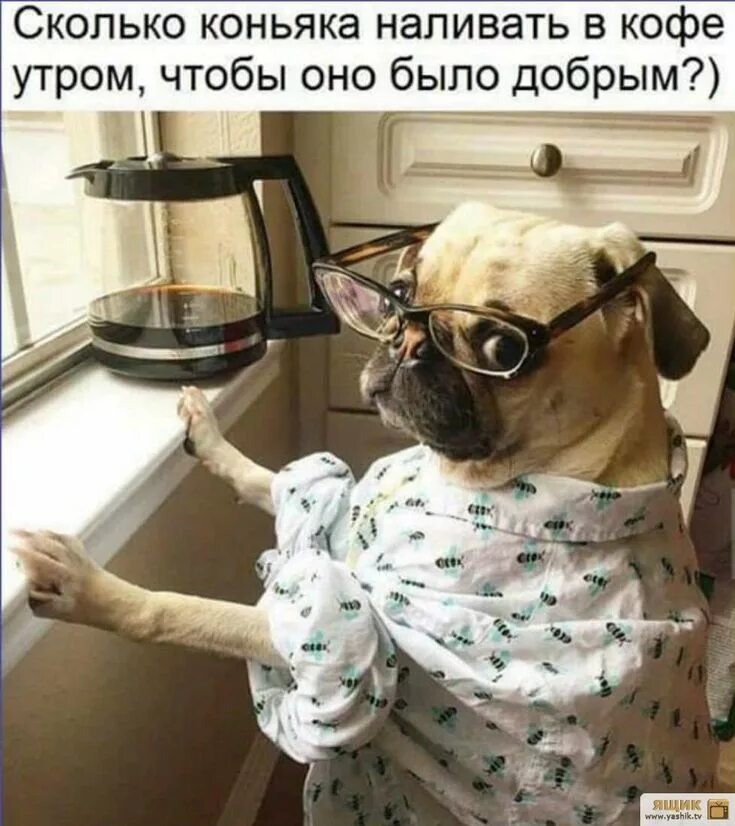 Картинка доброе утро смешная для поднятия настроения Хорошее настроение Веселые картинки, Смешной сарказм, Юмор о работе