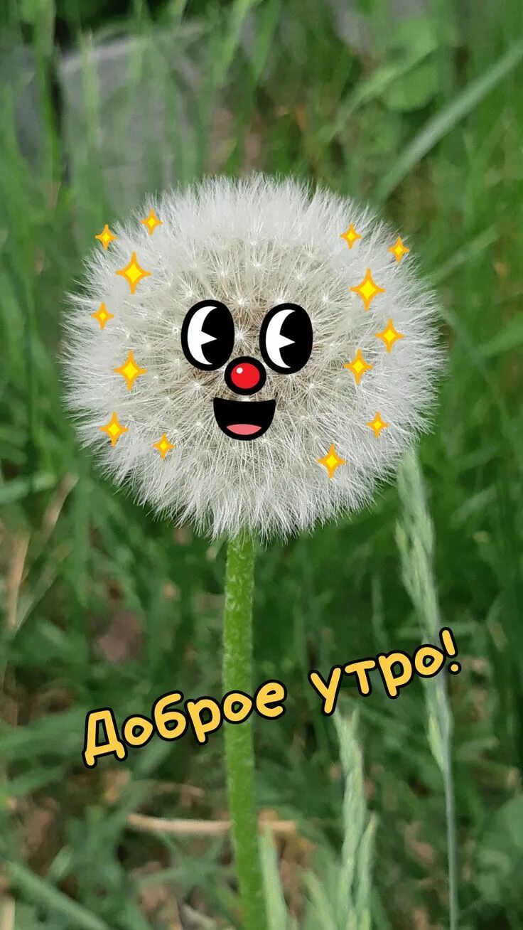 Картинка доброе утро смешная для поднятия настроения Пин на доске доброе утро Счастливые картинки, Смешные детские картинки, Смешные 