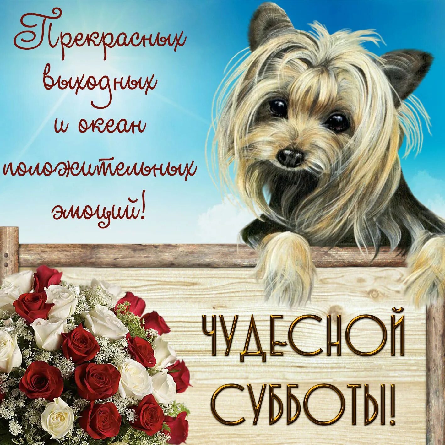 Картинка доброе утро суббота выходные прикольная Картинки с пожеланиями: "Хорошего субботнего дня!" Субботы, Картинки, Открытки