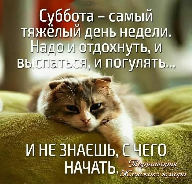 Картинка доброе утро субботнего дня прикольные Pin by Зинаида Бабенко on Доброе утро Pretty cats, Good morning, Humor