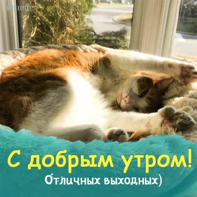 Картинка доброе утро субботнего дня прикольные Доброе утро суббота картинки прикольные Субботы, Смешно, Доброе утро