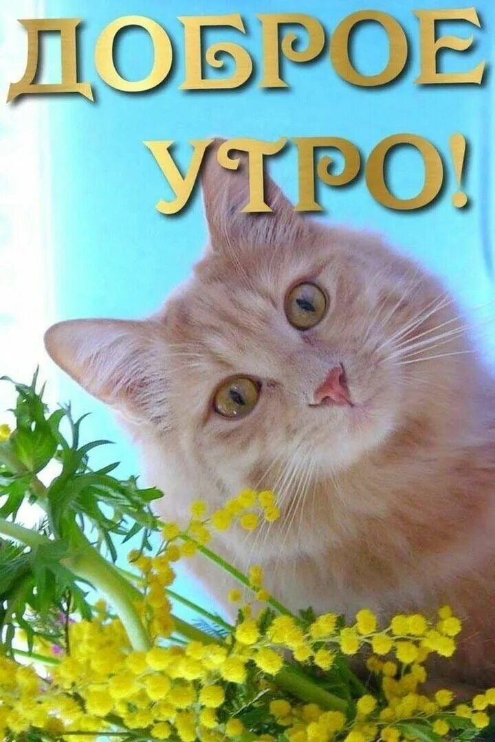 Картинка доброе утро весны прикольные Пин от пользователя Римма на доске ДОБРОЕ УТРО ! Привет !☕ ☕ Фотографии животных