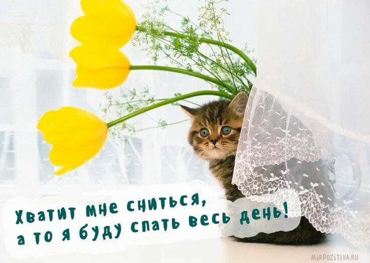 Картинка доброе утро весны прикольные Доброе утро, Забавности, Животные